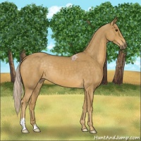 Horse Color:Palomino