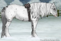 Horse Color:Black Sabino 