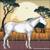 Horse Color:White Spotted Chestnut