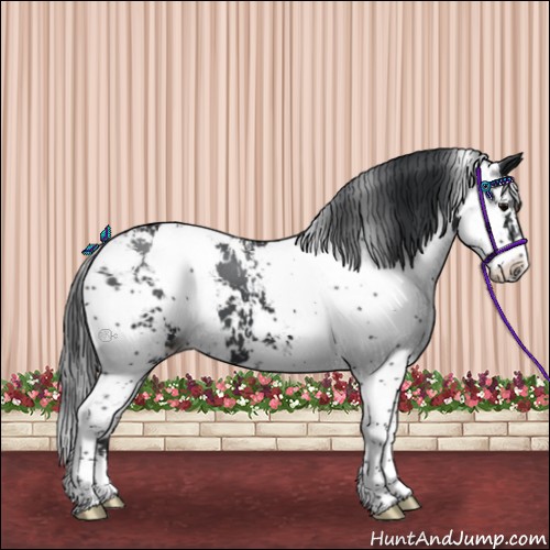 Horse Color:Black Sabino