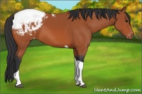 Horse Color:Bay Tobiano Snowcap
