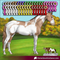 Horse Color:Black Pearl Sabino Tobiano Frame