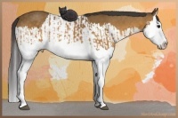 Horse Color:Buckskin Splash  and Buckskin Splash 