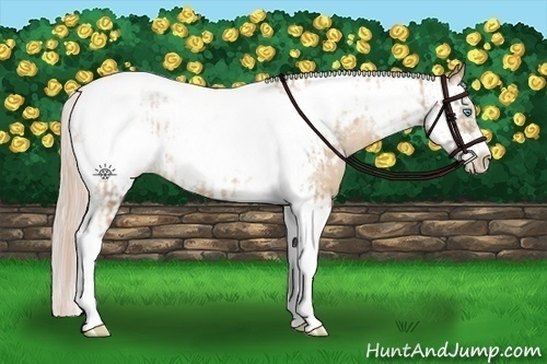 Horse Color:Chocolate Palomino Pearl Tobiano Frame and Chocolate Palomino Pearl Splash Tobiano Frame