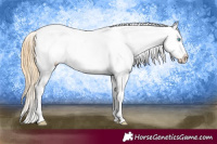 Horse Color:Buckskin Pearl Appaloosa