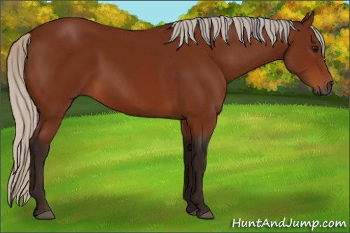 Horse Color:Gray Silver Bay