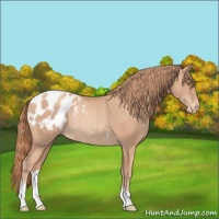 Horse Color:Gold Champagne Appaloosa Rabicano 