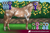 Horse Color:White Spotted Liver Chestnut Pearl 