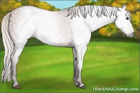 Horse Color:Gray Silver Bay 