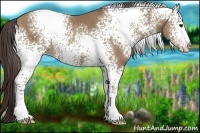 Horse Color:White Spotted Classic Champagne 