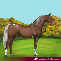 Horse Color:Gray Silver Black Pearl Tobiano 