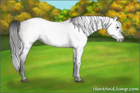 Horse Color:Gray Bay 