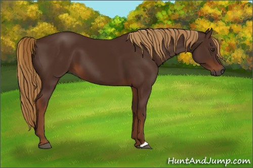 Horse Color:Gray Chestnut 