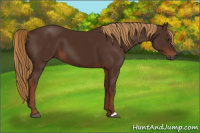 Horse Color:Gray Chestnut 