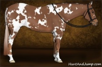 Horse Color:White Spotted Chestnut 