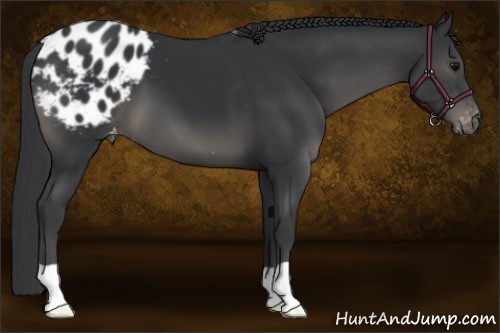 Horse Color:Black Appaloosa 