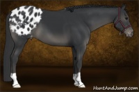 Horse Color:Black Appaloosa 