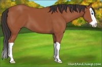 Horse Color:Bay Splash 