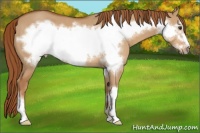 Horse Color:Red Dun Frame 