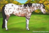 Horse Color:Bay Ice Tobiano Appaloosa