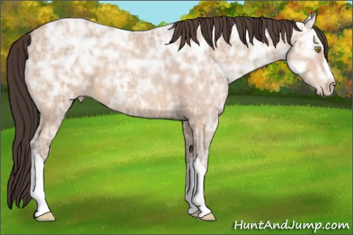 Horse Color:Amber Champagne Ice Roan 
