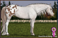 Horse Color:Chestnut Blanket Rabicano 