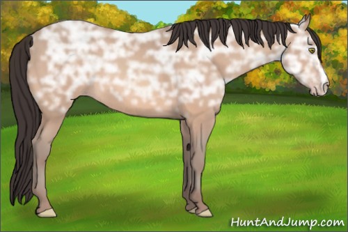 Horse Color:Sable Champagne Ice 