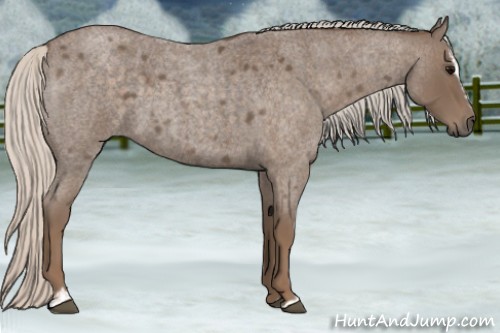 Horse Color:Silver Blue Roan Sabino 