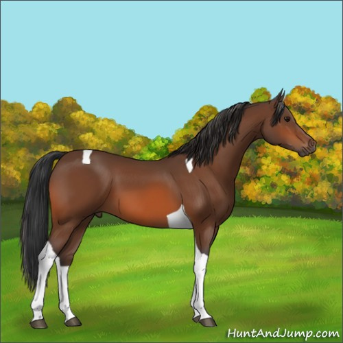 Horse Color:Bay Tobiano 
