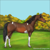 Horse Color:Bay Tobiano 