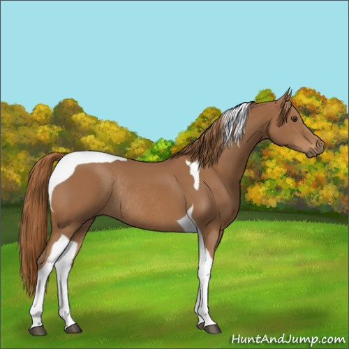 Horse Color:Chestnut Tobiano Rabicano 