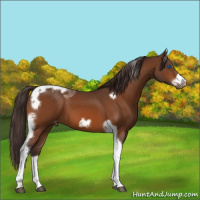Horse Color:Buckskin Tobiano Frame Varnish