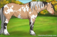 Horse Color:White Spotted Bay Dun