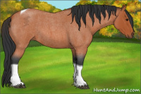 Horse Color:Bay Roan Tobiano