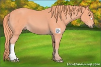 Horse Color:Watercolor Chestnut 