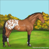 Horse Color:Bay Appaloosa