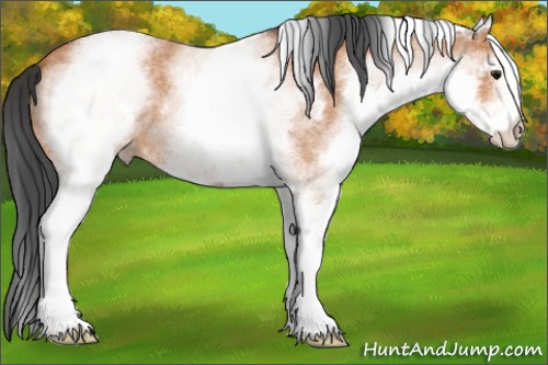 Horse Color:White Spotted Bay Roan 