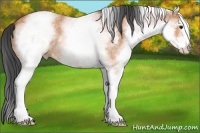 Horse Color:White Spotted Bay Roan