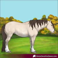 Horse Color:Amber Champagne Dun Sabino