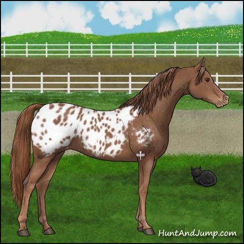 Horse Color:Chestnut Appaloosa 