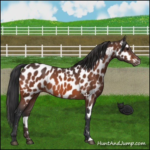 Horse Color:Bay Appaloosa 