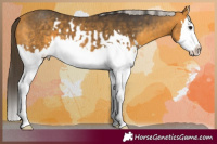 Horse Color:Buckskin Splash  and Silver Buckskin Splash 