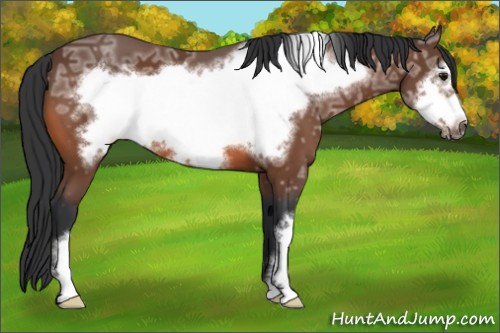 Horse Color:Bay Ice Frame 