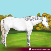 Horse Color:Gold Champagne Ice Dun Frame Appaloosa Rabicano 