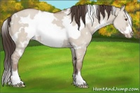 Horse Color:White Spotted Classic Champagne Dun Frame