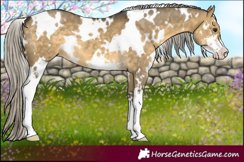 Horse Color:White Spotted Silver Buckskin Dun Sabino 