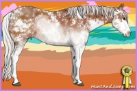 Horse Color:Silver Bay Sabino 
