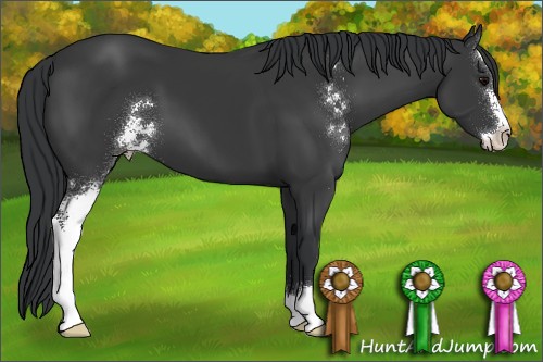 Horse Color:Black Sabino