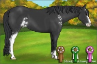 Horse Color:Black Sabino 