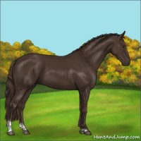 Horse Color:Liver Chestnut Sabino 
